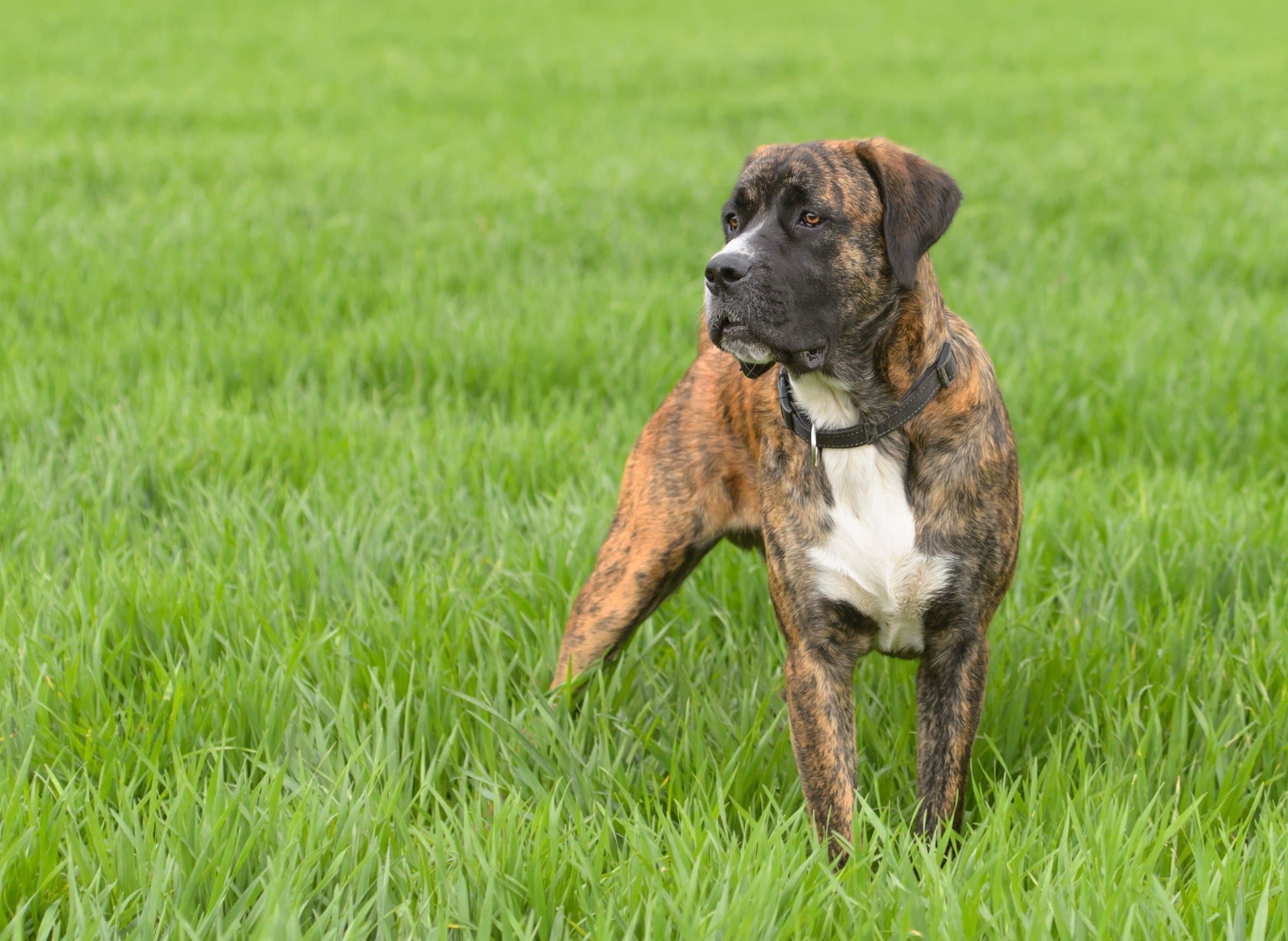 foto Boxador Perro Mixto