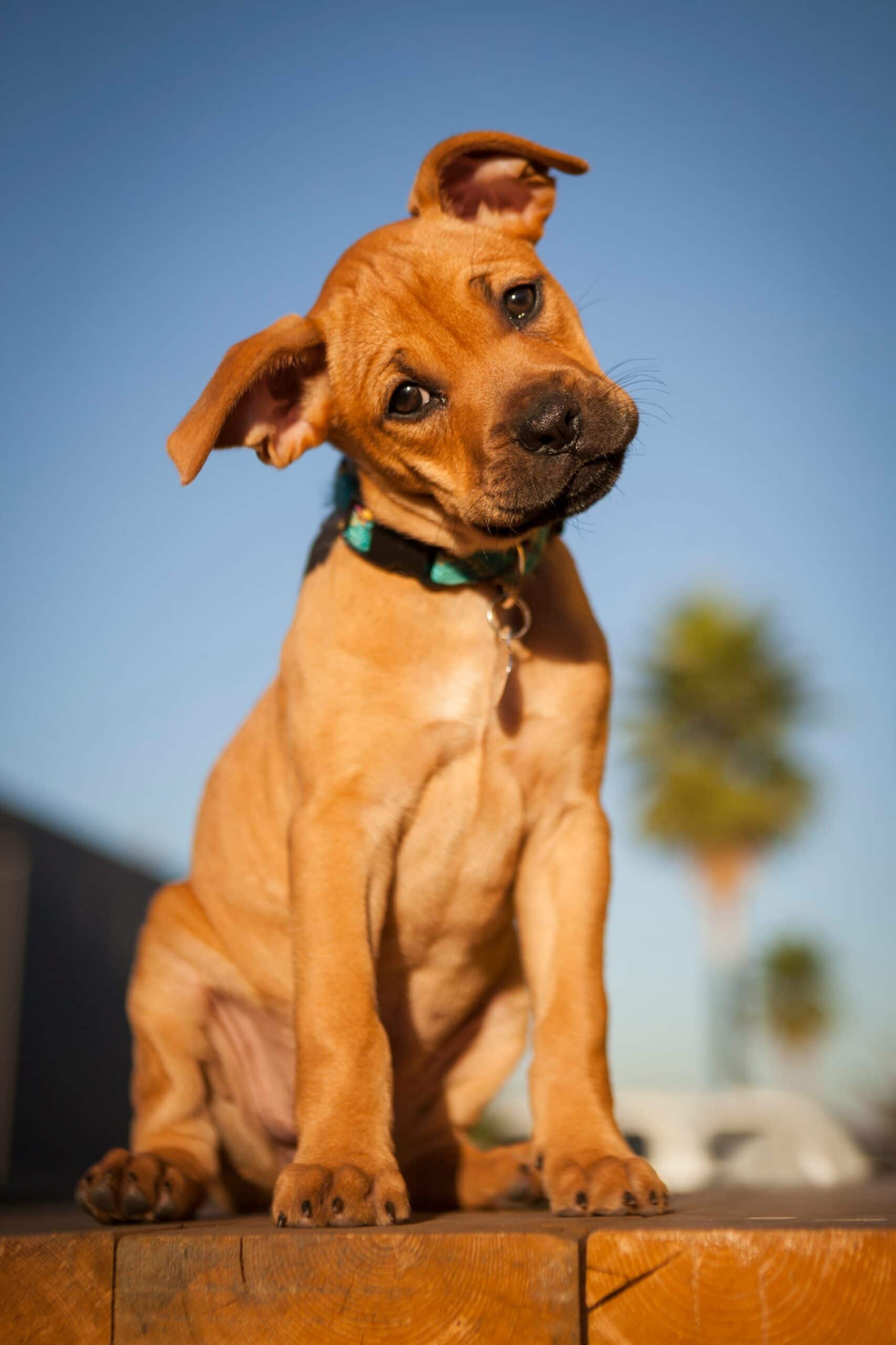 foto Boxador Perro Mixto