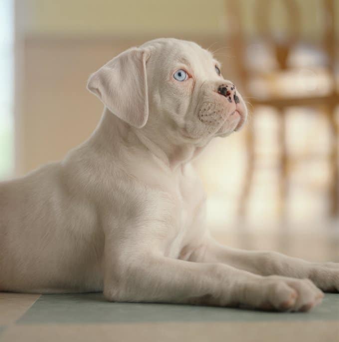 foto Perro Boxer