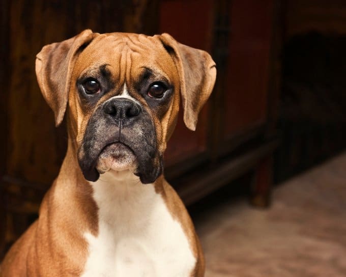 foto Perro Boxer