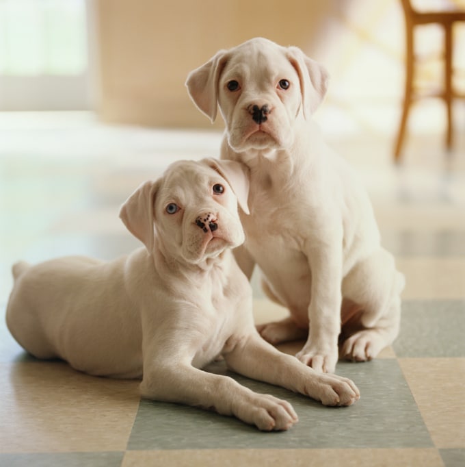 foto Perro Boxer