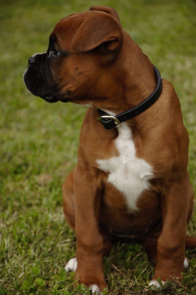 foto Perro Boxer