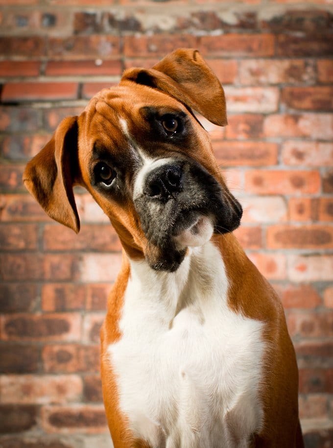 foto Perro Boxer