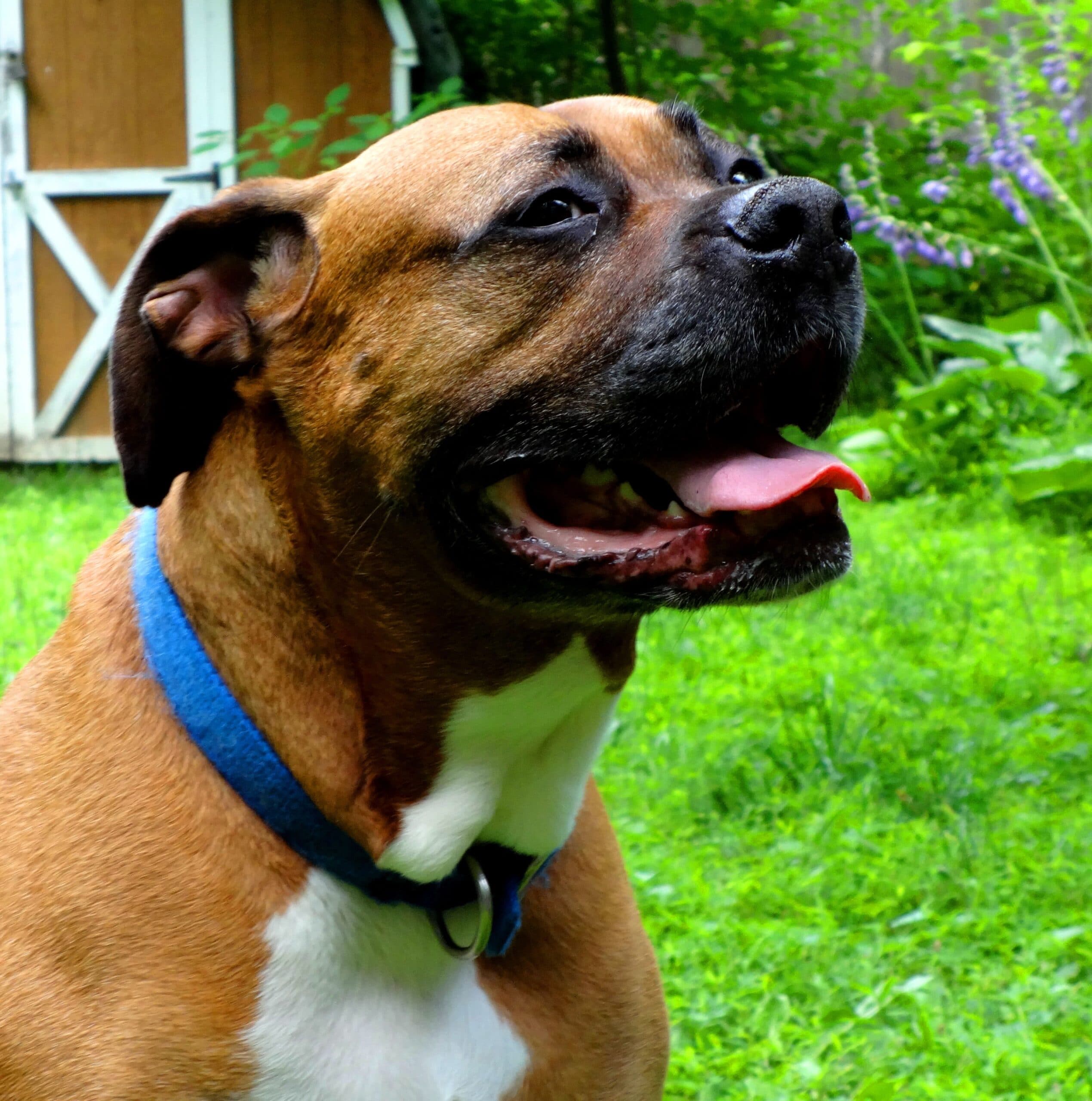 foto Perro de raza Boxweiler