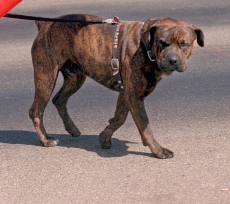 foto Perro de raza Boxweiler