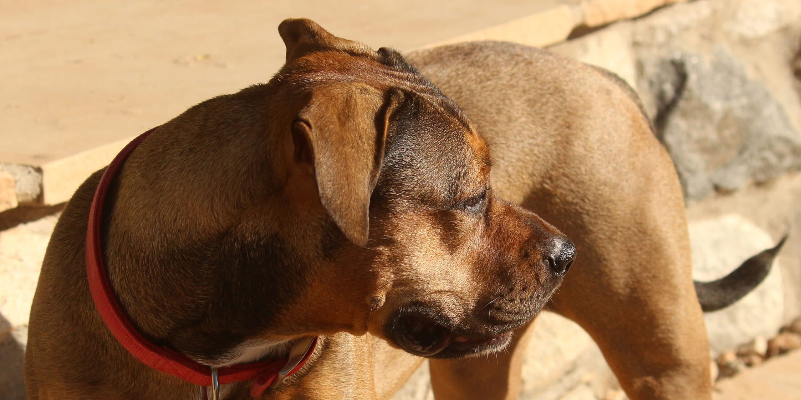foto Perro de raza Boxweiler