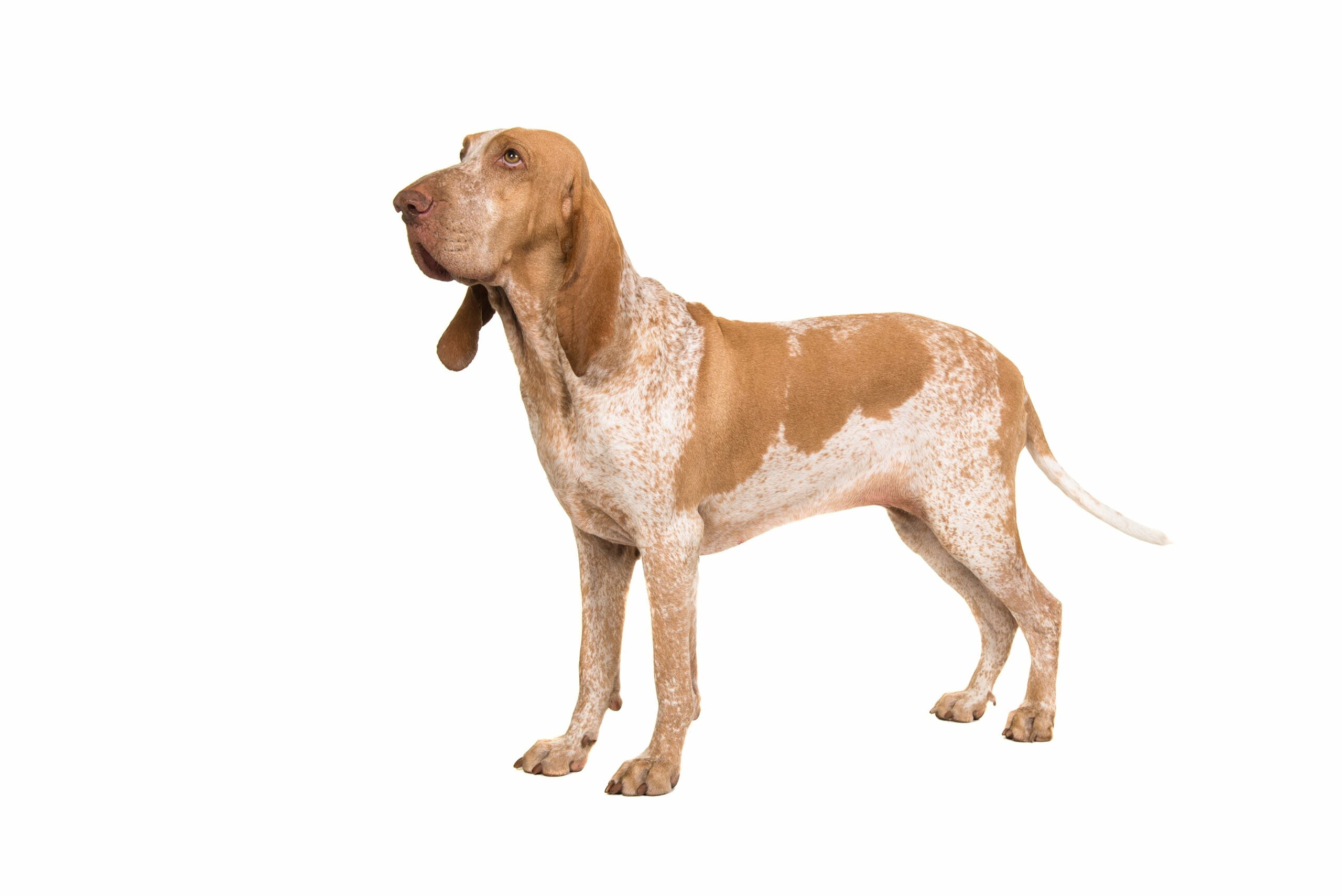 foto Perro Bracco Italiano