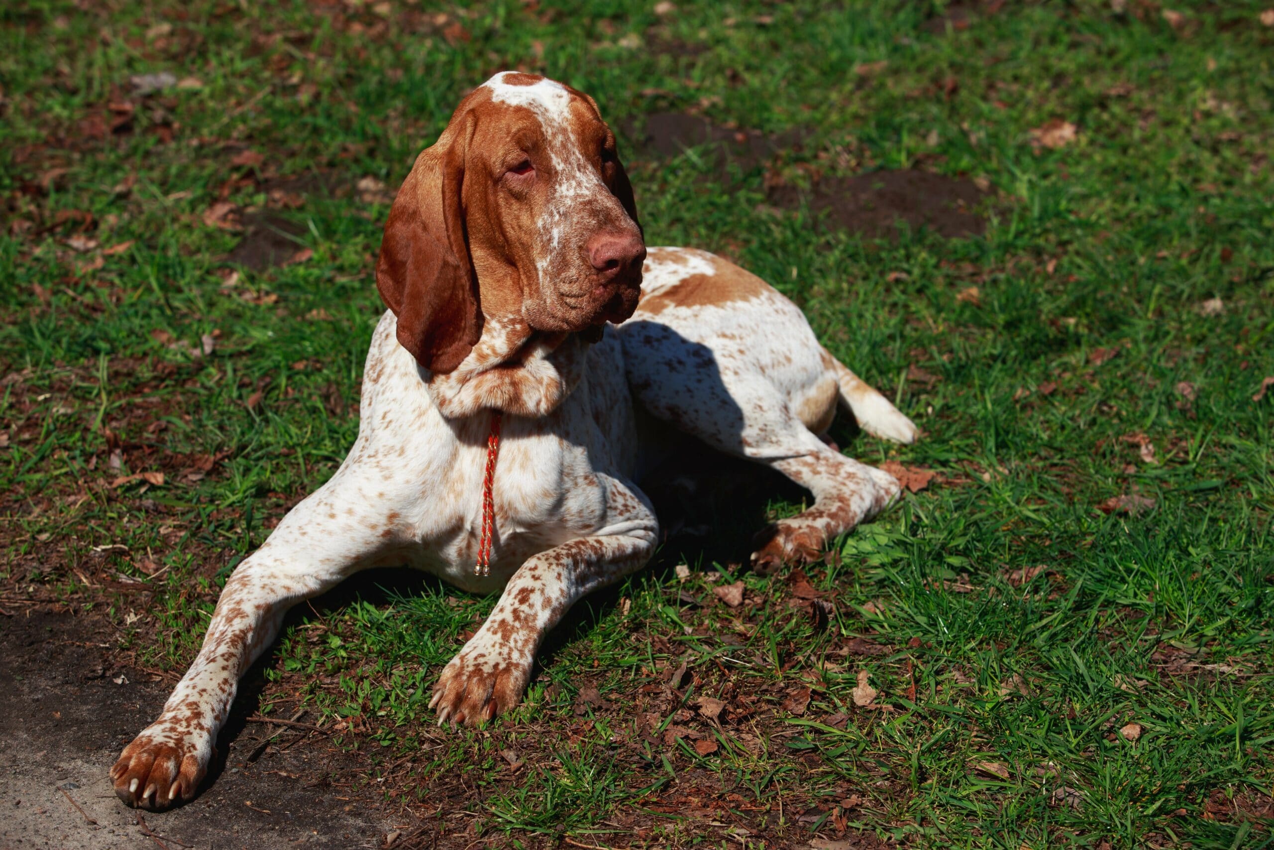 foto Perro Bracco Italiano