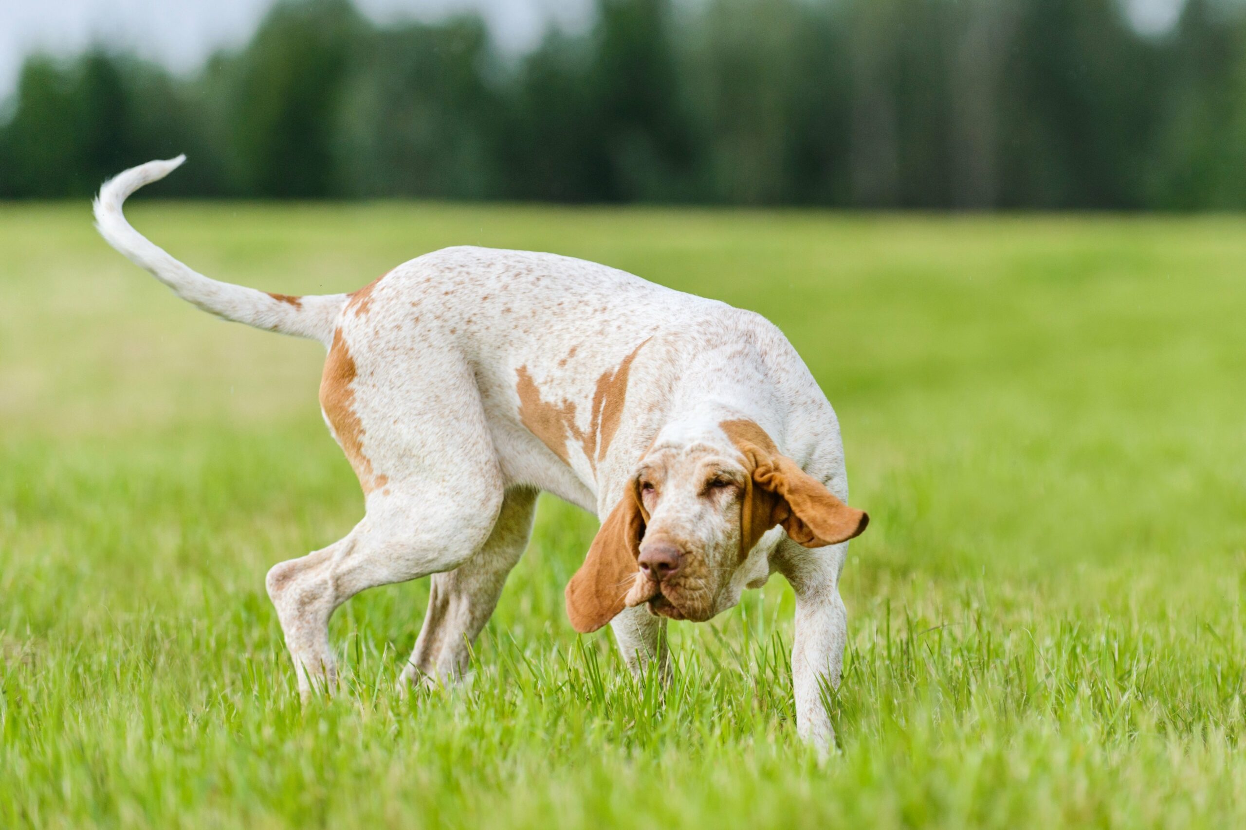 foto Perro Bracco Italiano