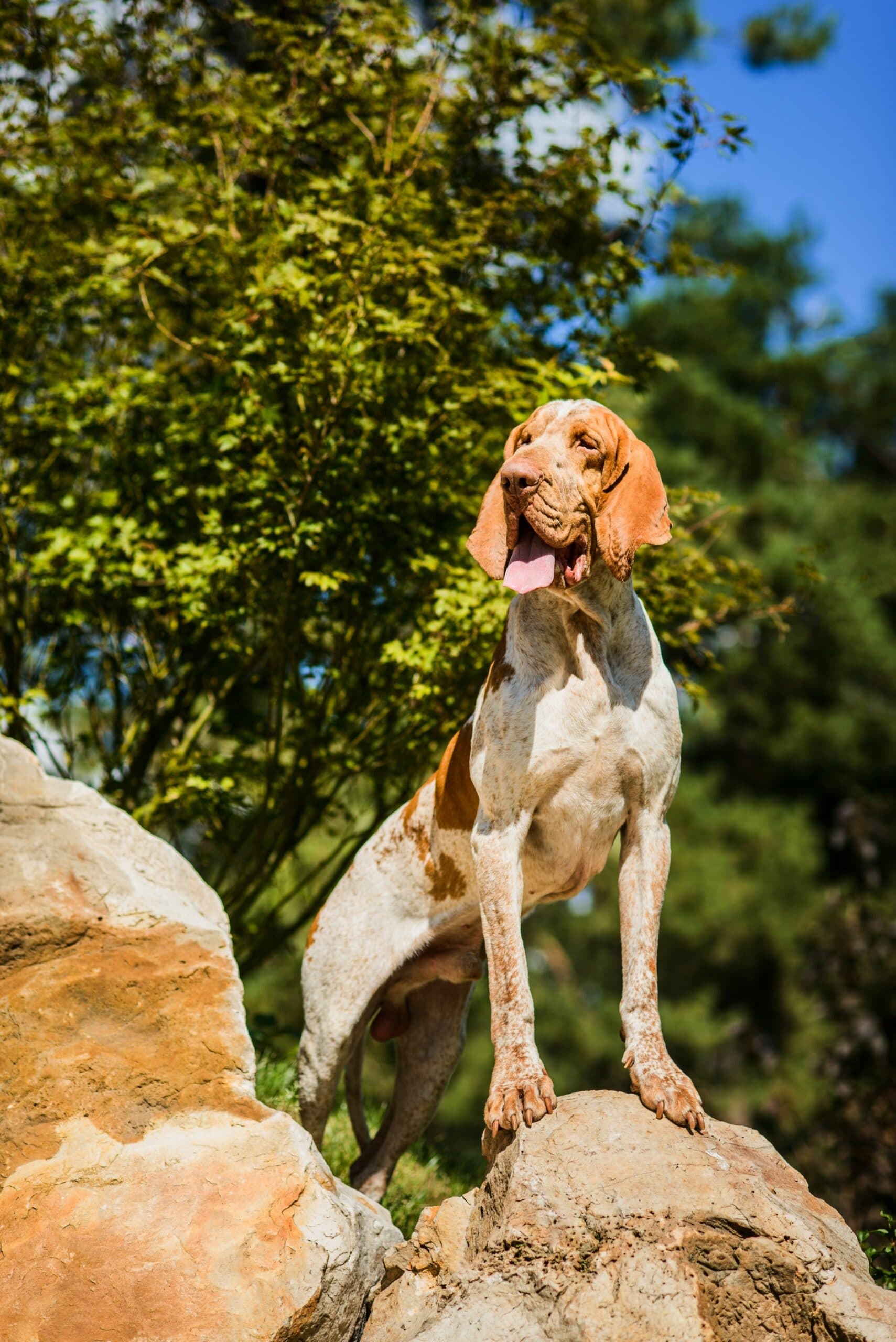 foto Perro Bracco Italiano
