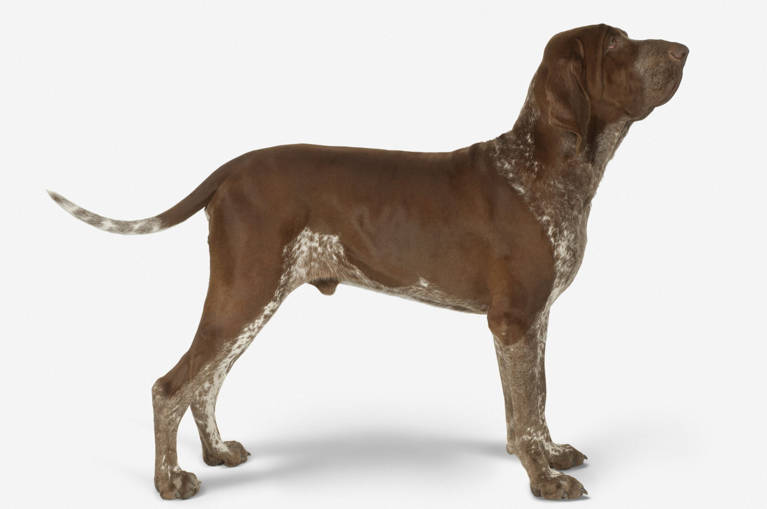 foto Perro Bracco Italiano