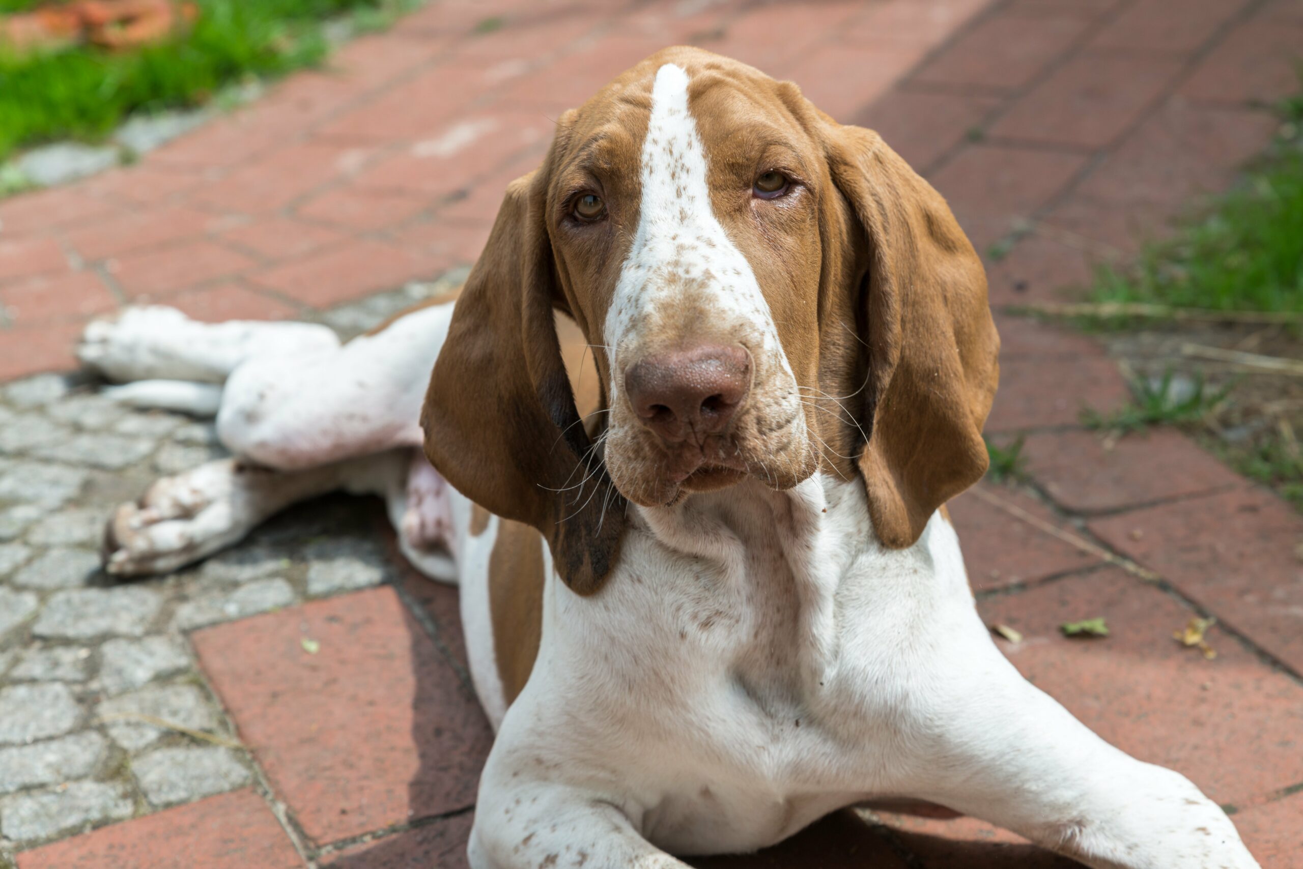 foto Perro Bracco Italiano