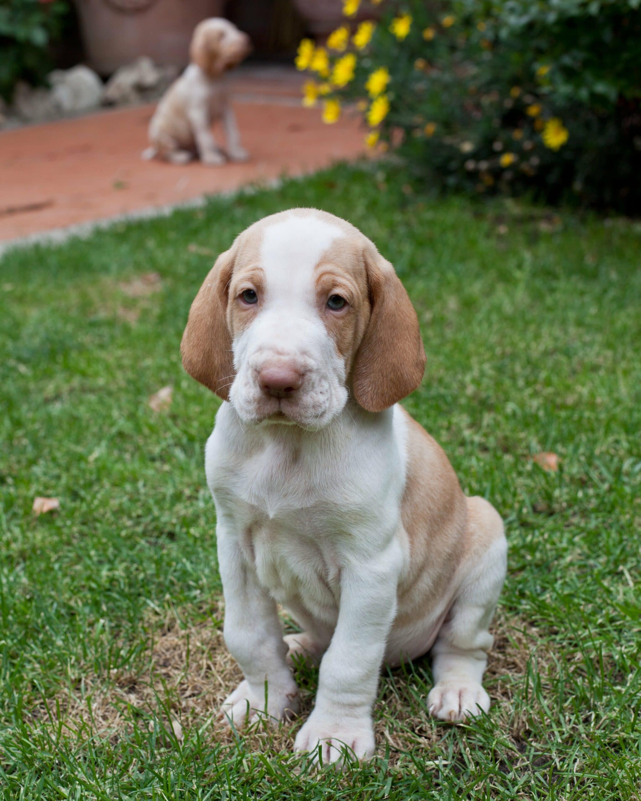foto Perro Bracco Italiano