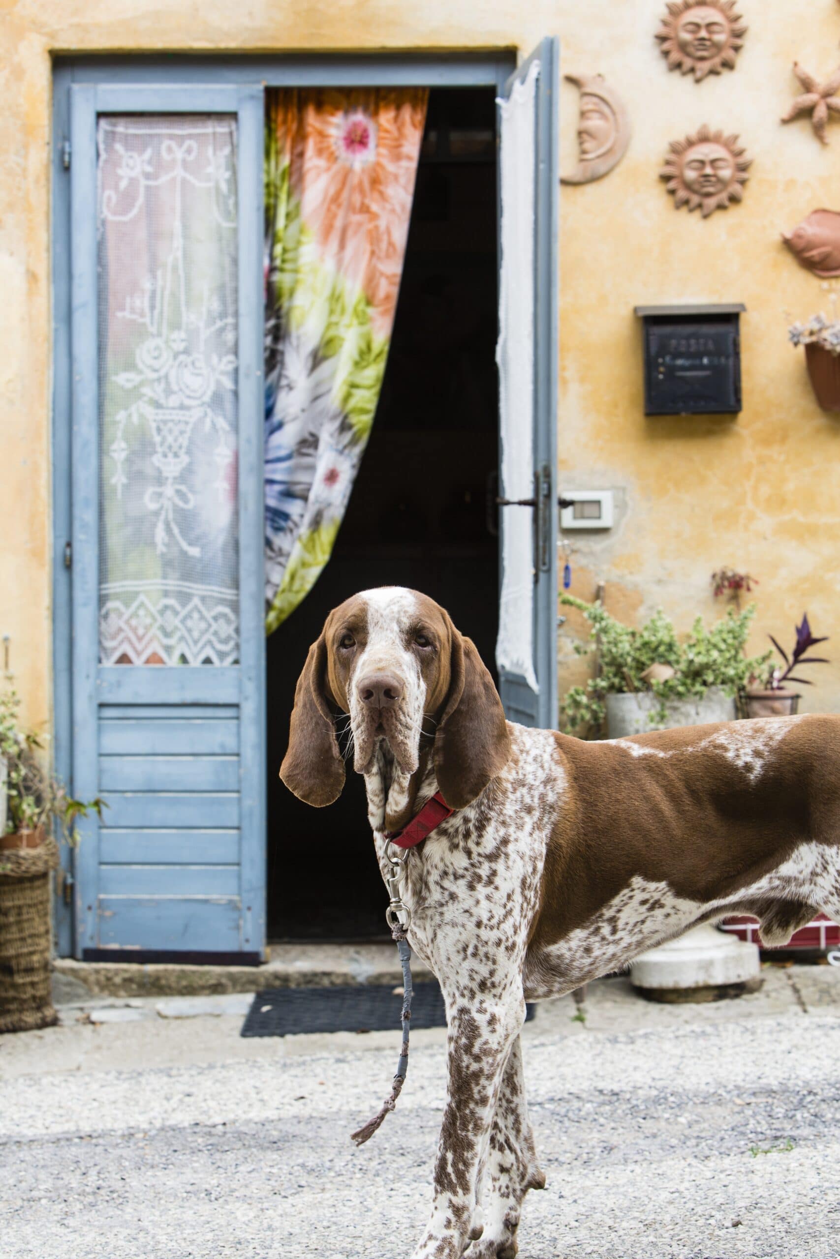 foto Perro Bracco Italiano