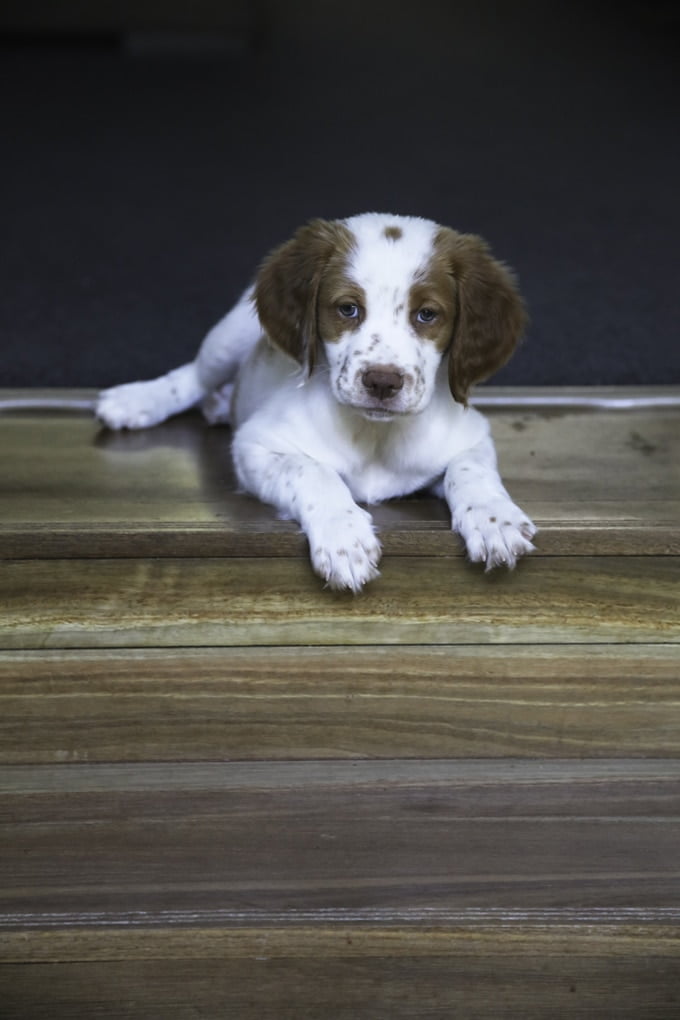 foto Perro de Bretaña