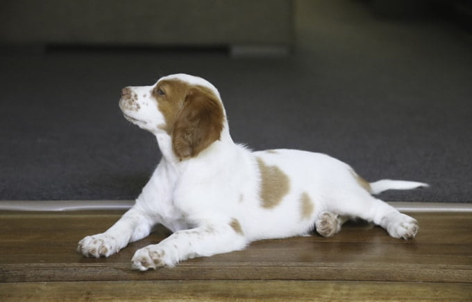 foto Perro de Bretaña