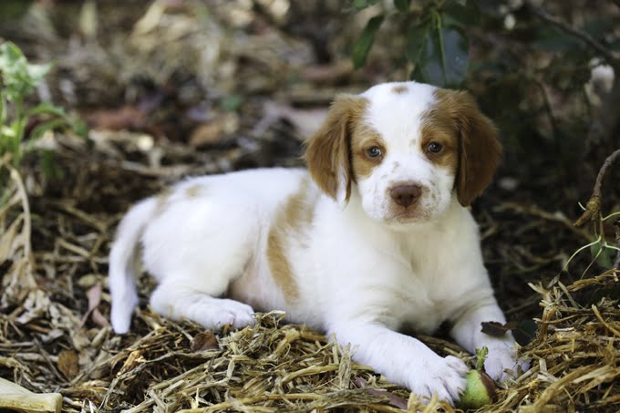 foto Perro de Bretaña