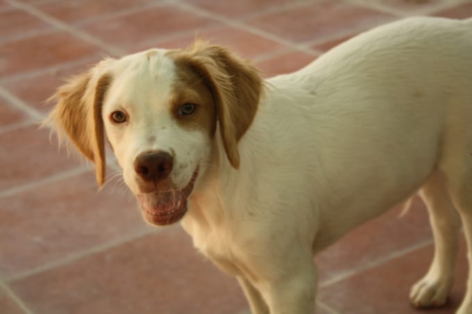 foto Perro de Bretaña