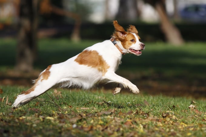 foto Perro de Bretaña