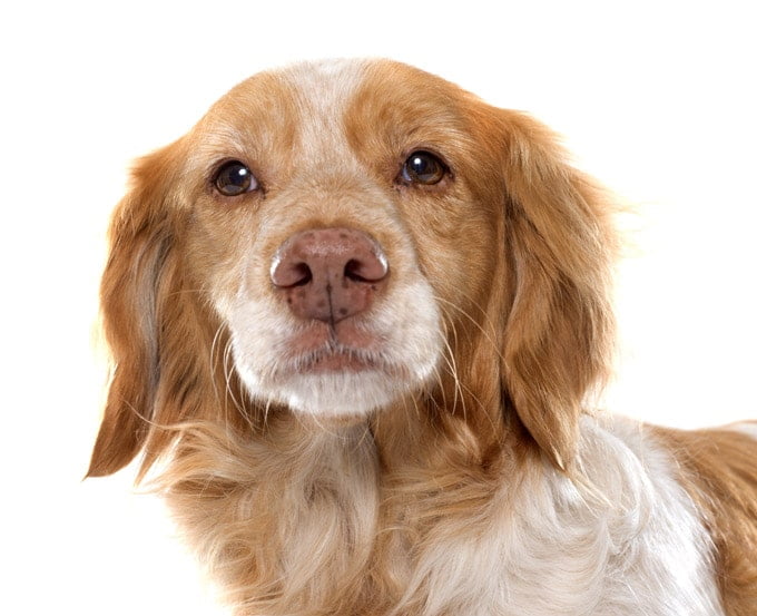 foto Perro de Bretaña