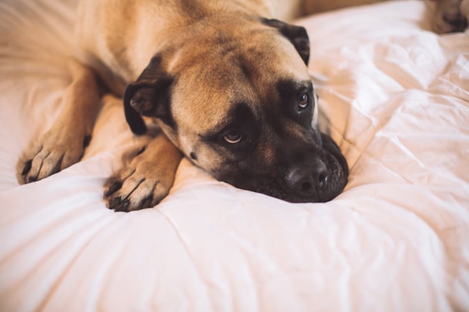 foto Perro Mastín