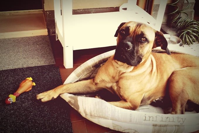 foto Perro Mastín