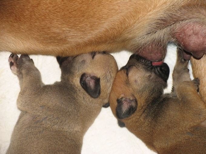 foto Perro Mastín