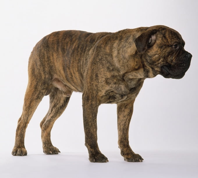 foto Perro Mastín