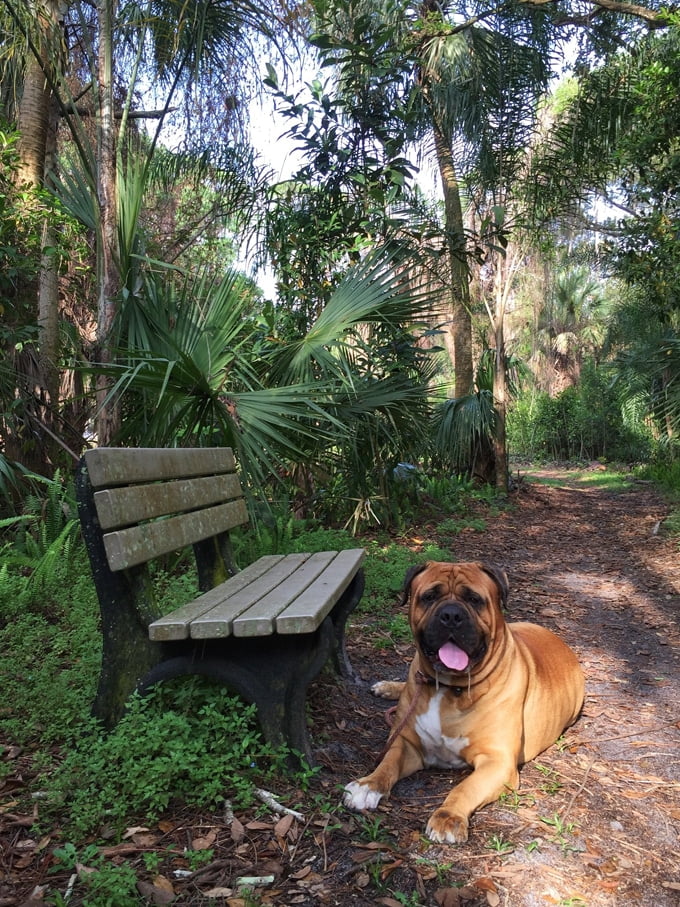 foto Perro Mastín