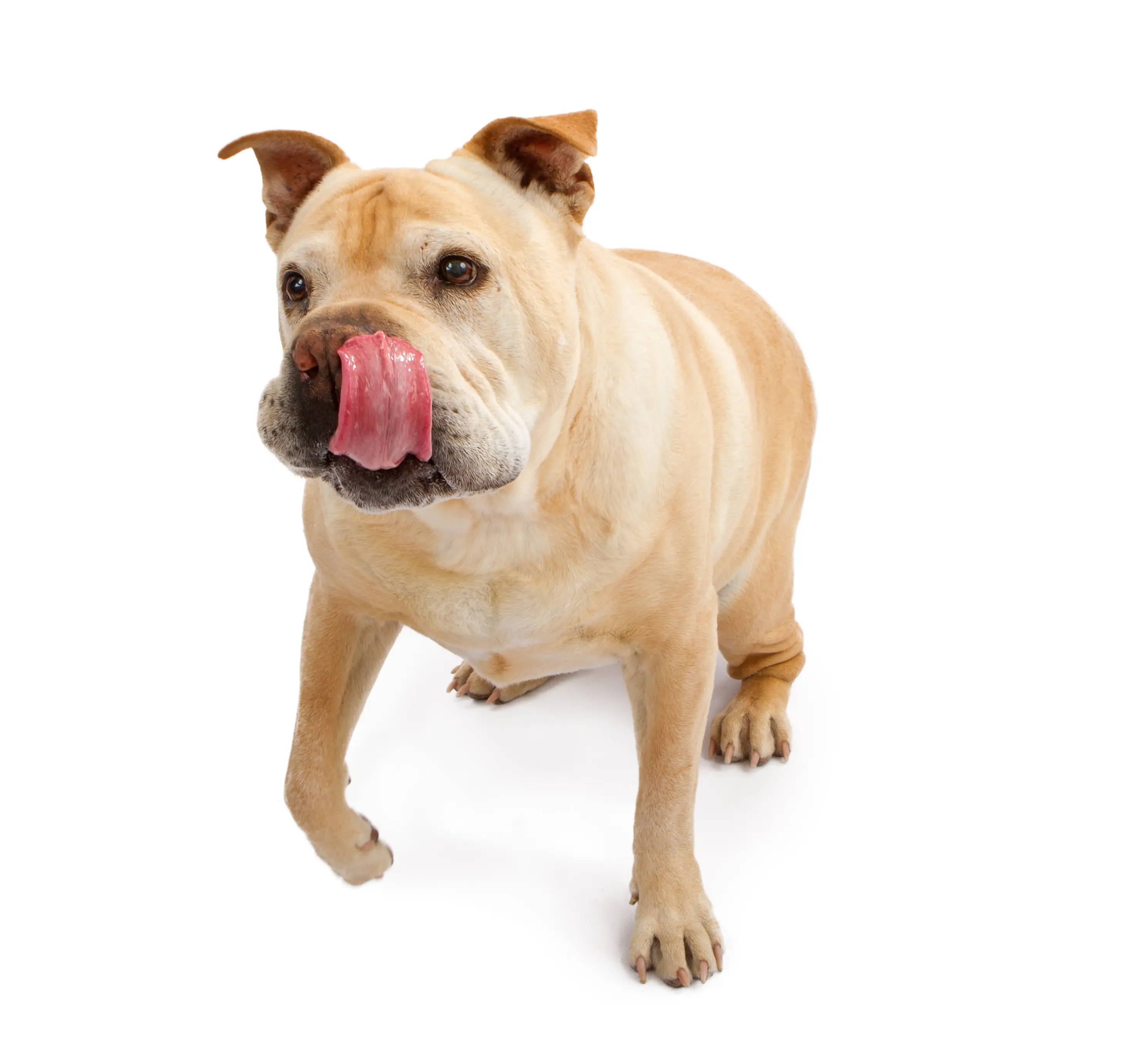 foto Perro de raza Bull-Pei