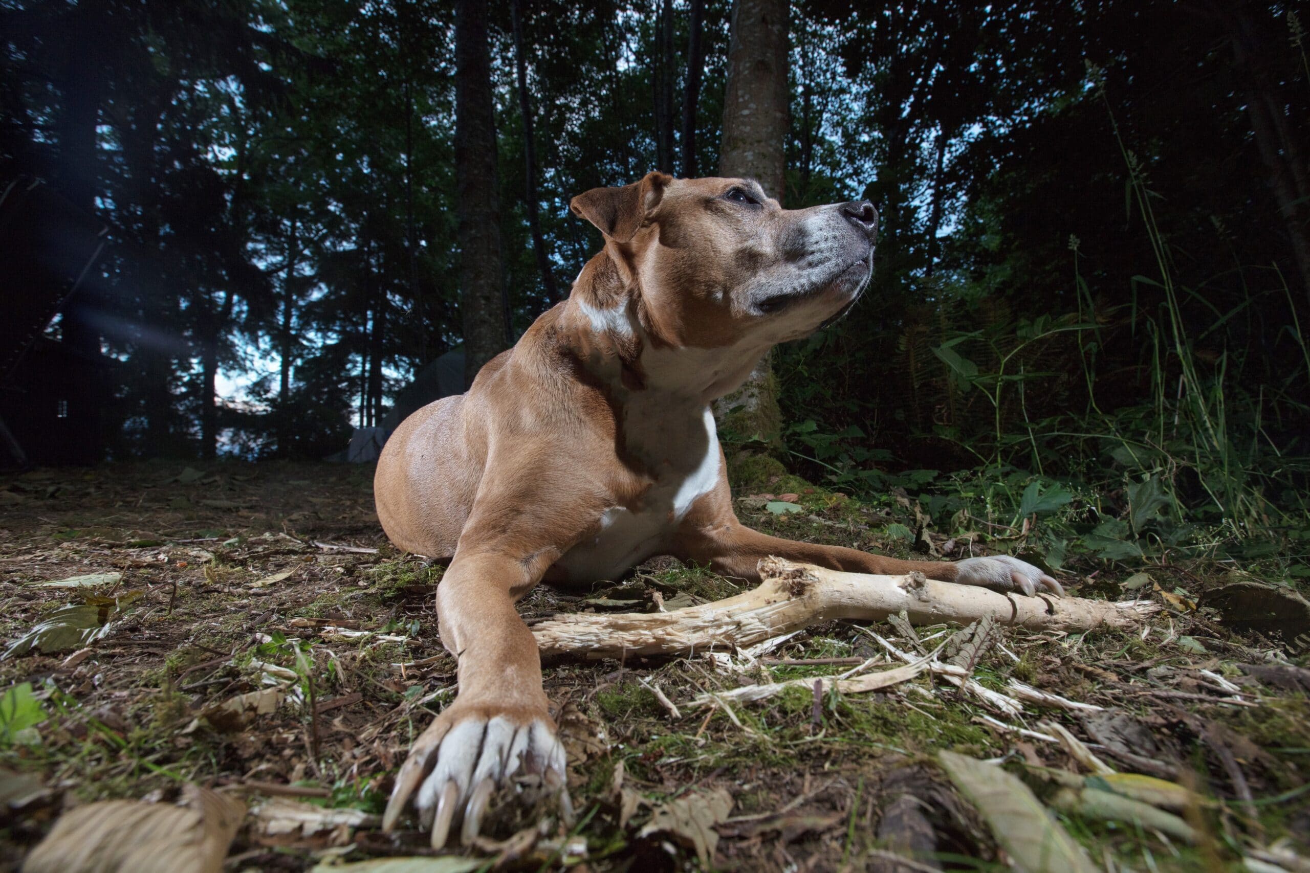 foto Bullboxer Pit Perro Mixto