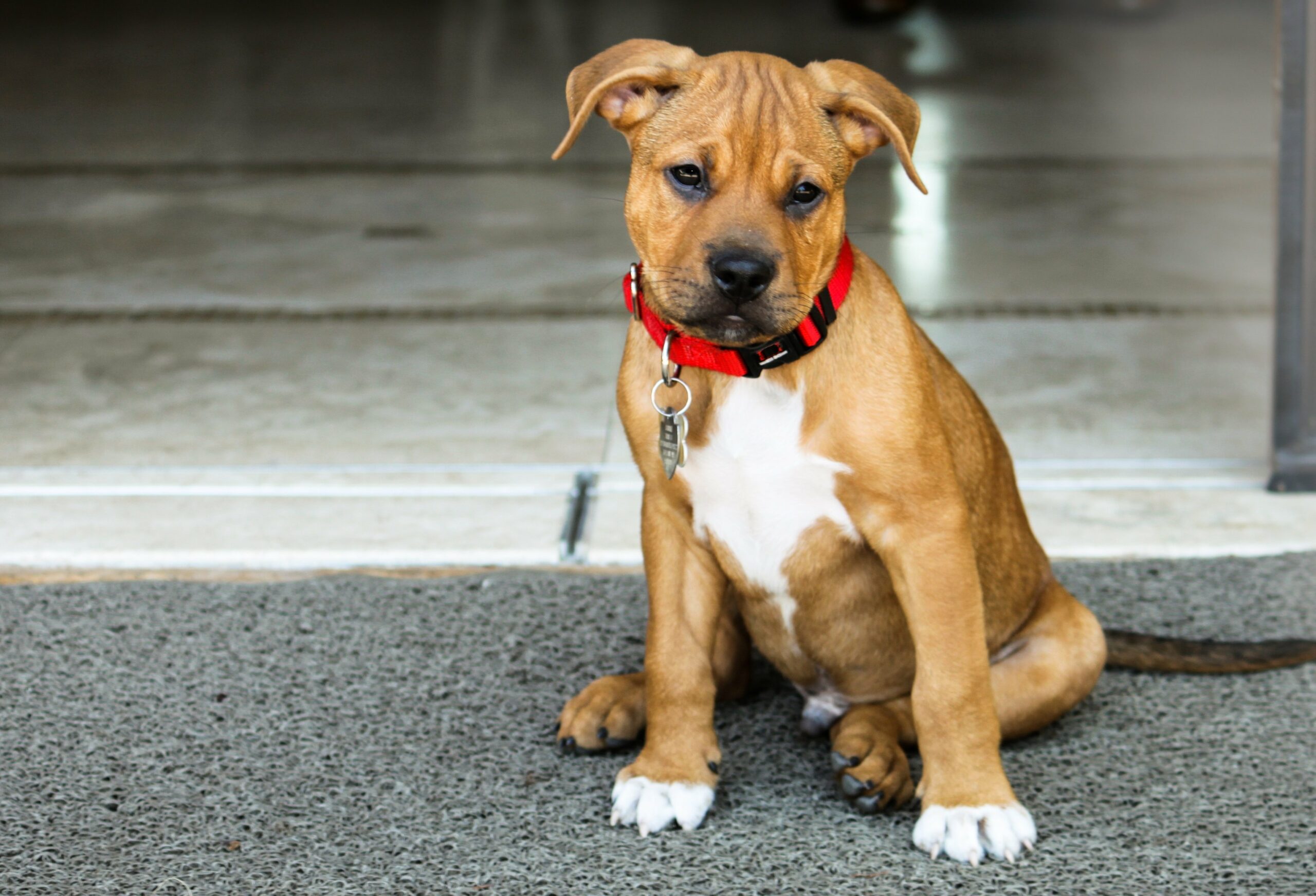 foto Bullboxer Pit Perro Mixto