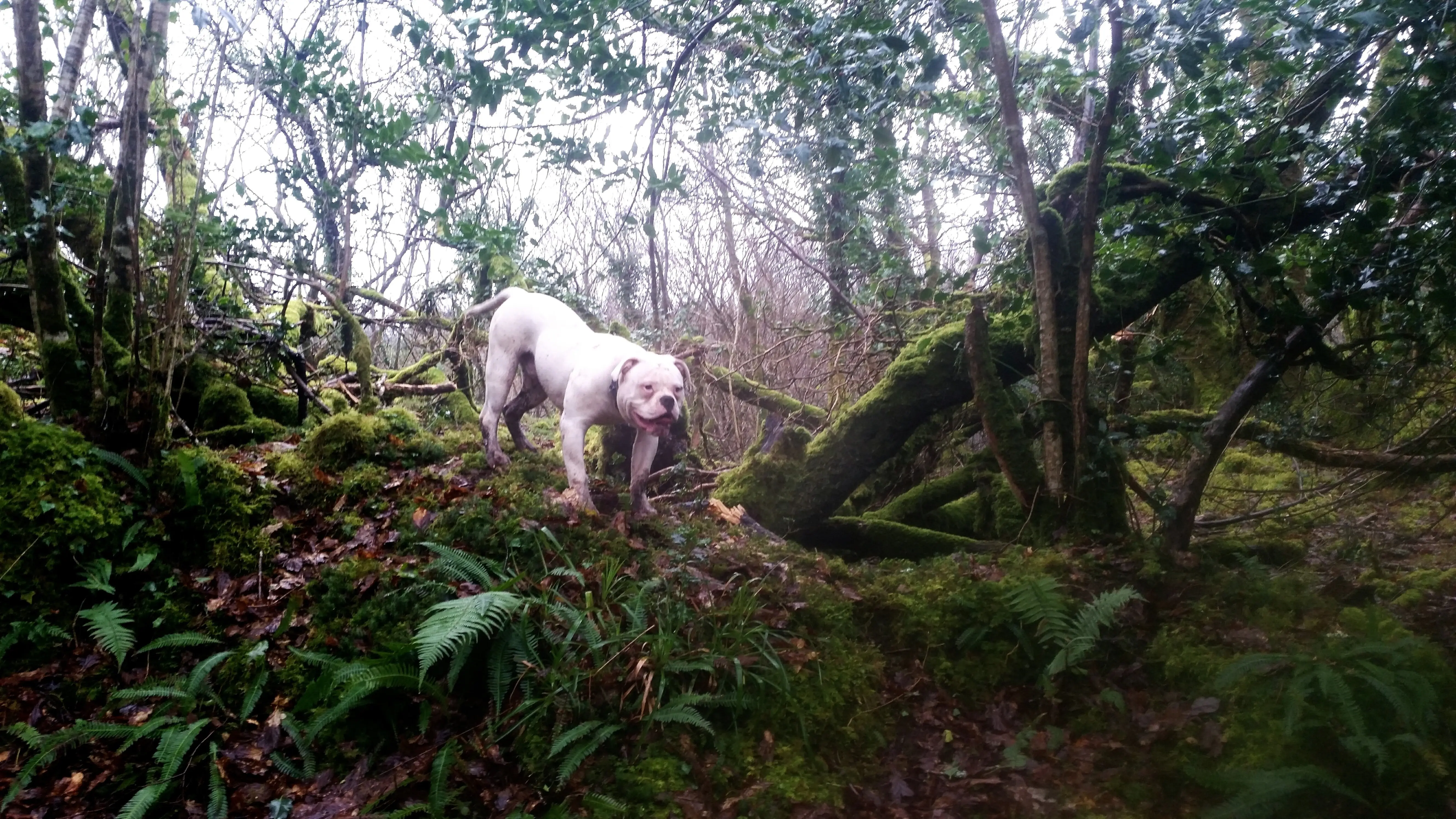 foto Bulldog Americano