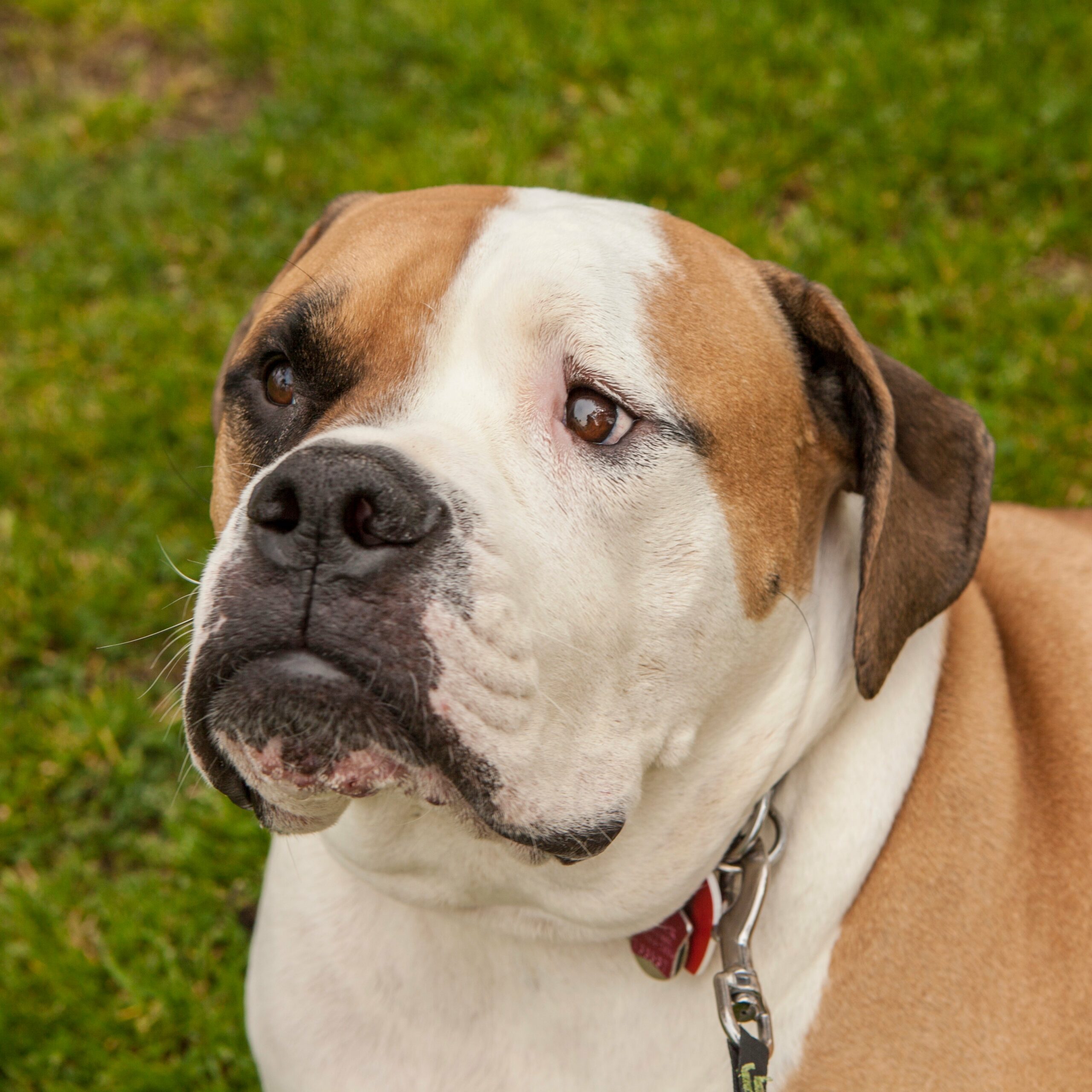 foto Bulldog del Valle Perro Mixto