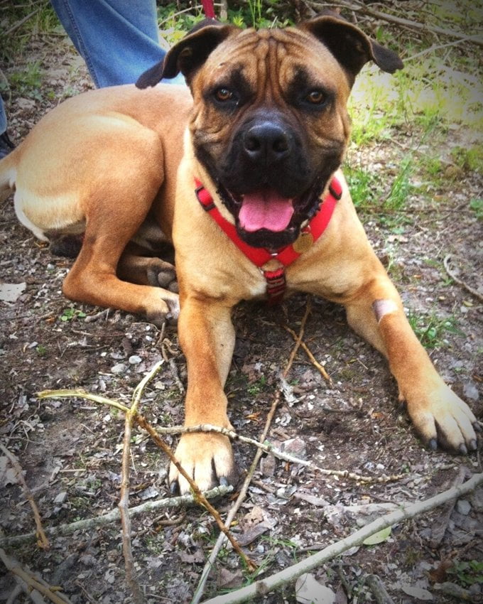 foto Perro Bullmastiff