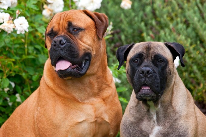 foto Perro Bullmastiff