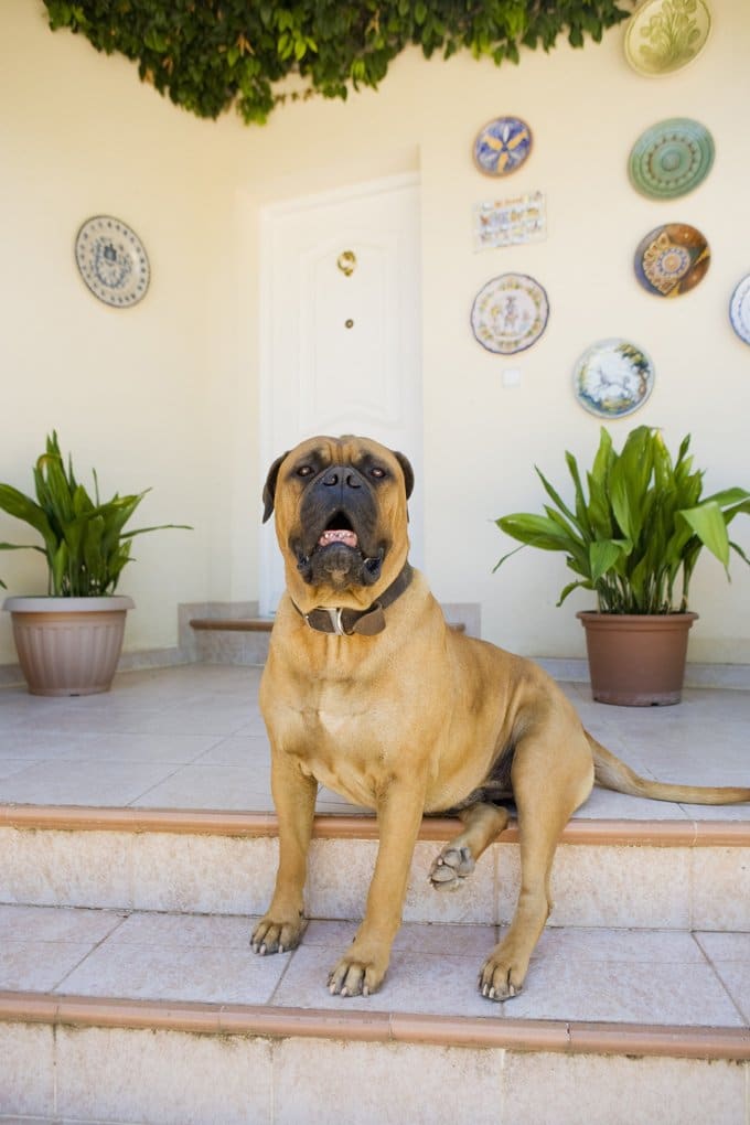 foto Perro Bullmastiff