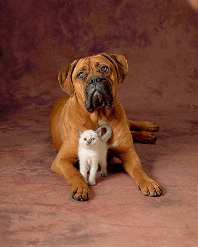 foto Perro Bullmastiff