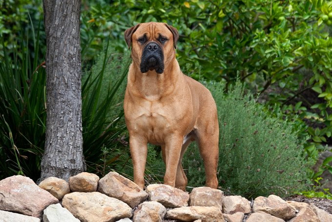 foto Perro Bullmastiff