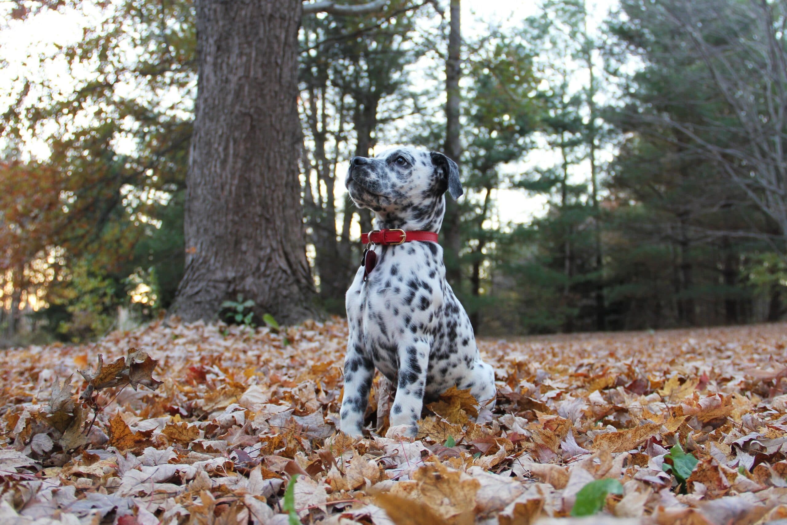 foto Perro Bullmatian Mixto
