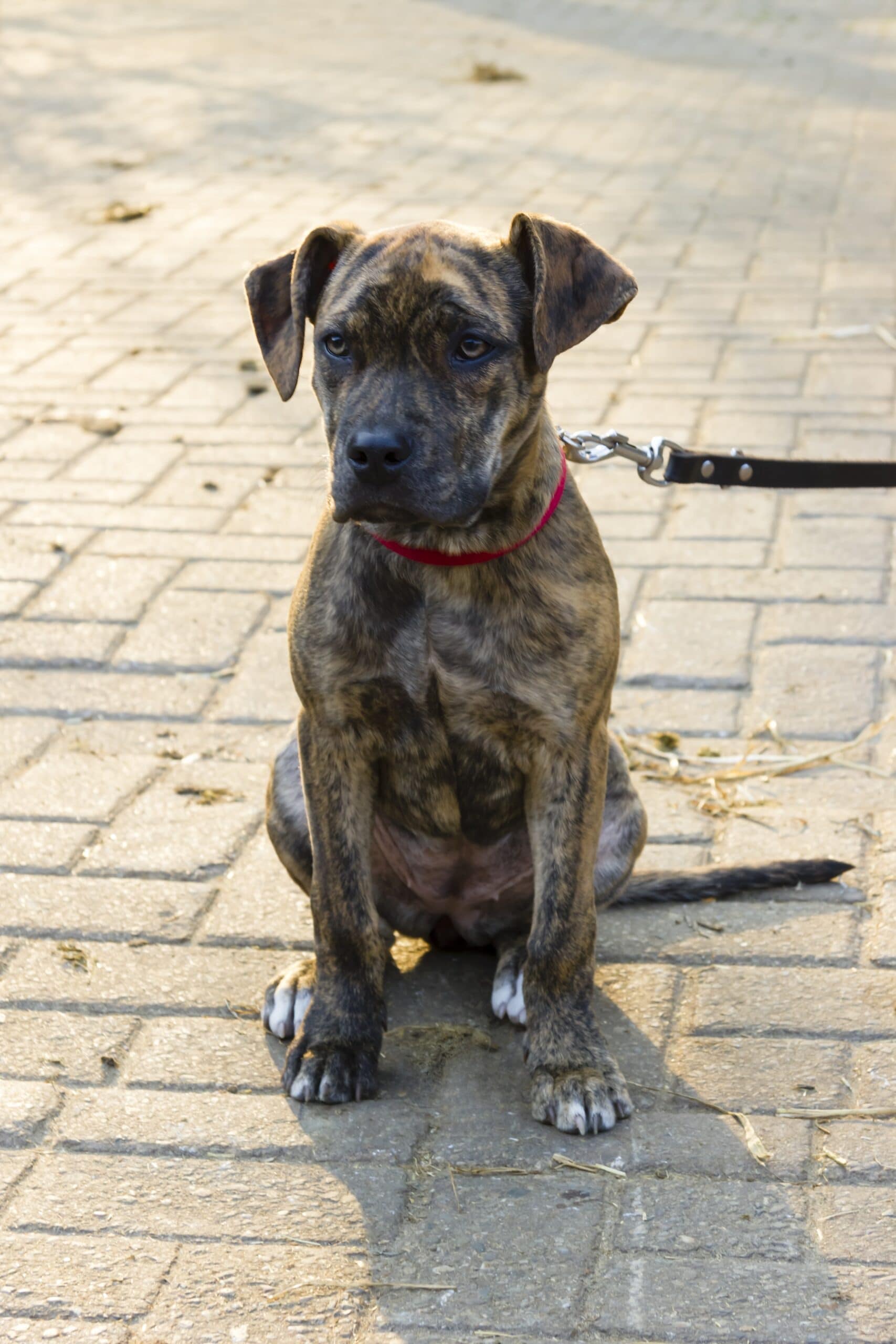 foto Perro Catahoula Bulldog Mixto