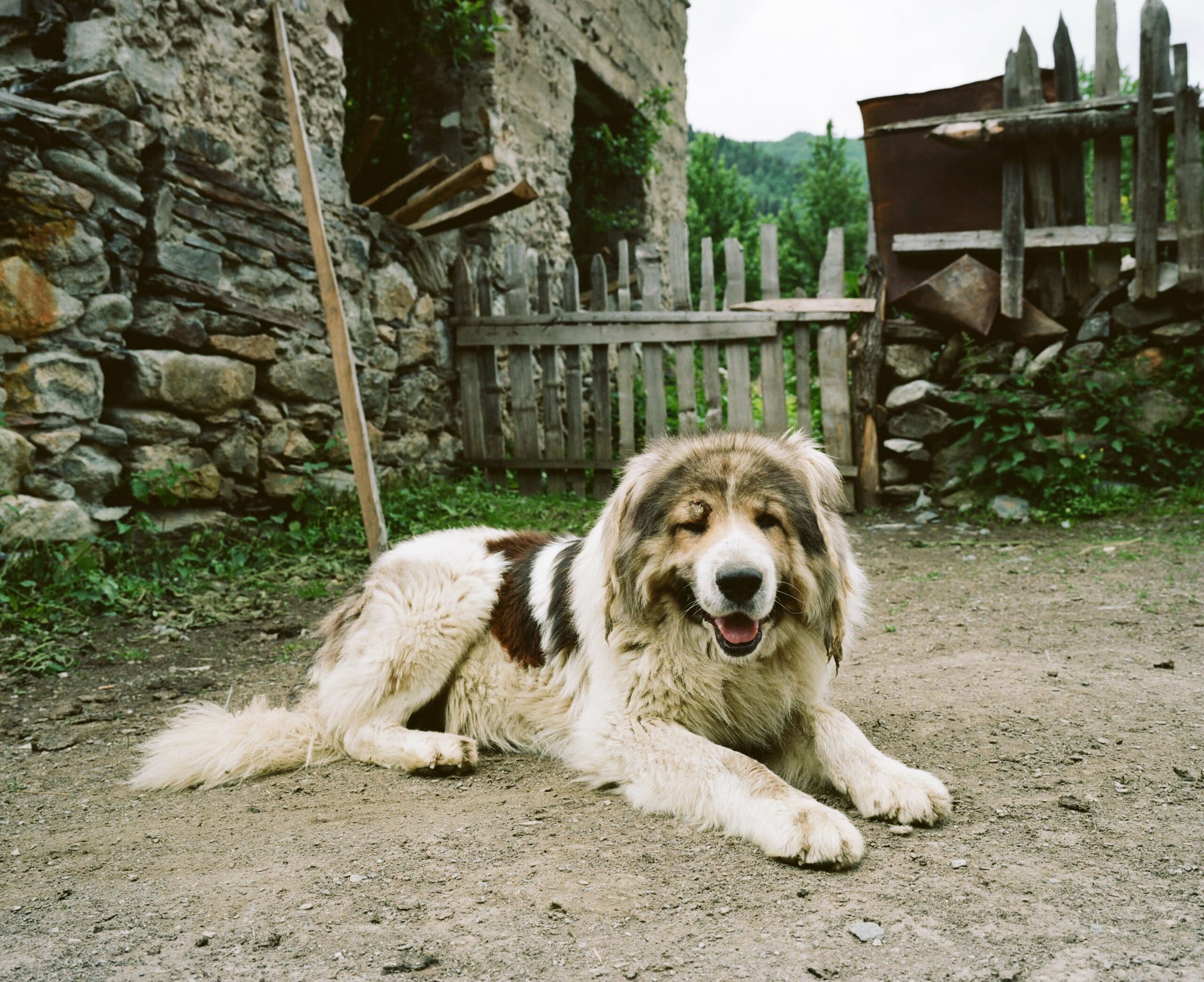 foto Perro Pastor del Cáucaso