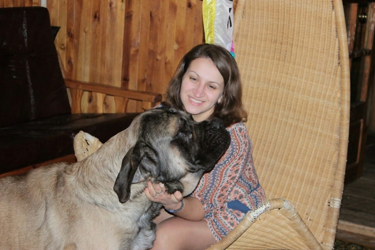 foto Perro Pastor del Cáucaso
