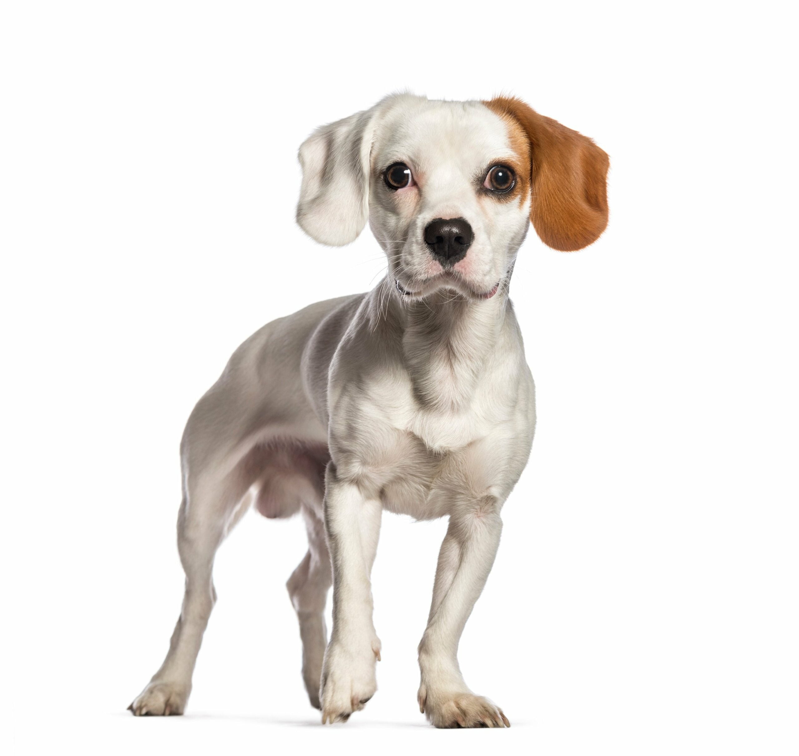 foto Perro de raza Cav-a-Jack