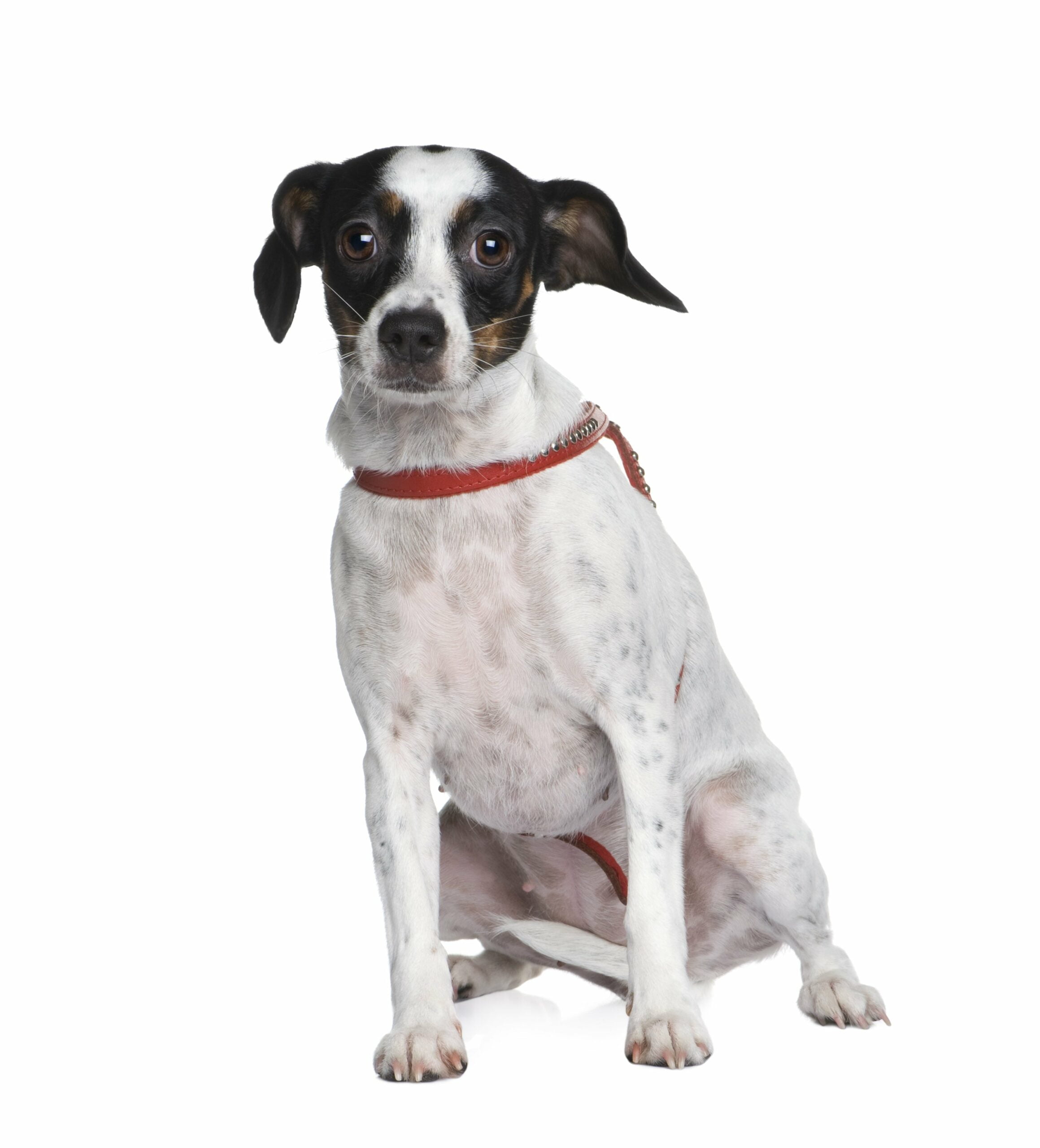 foto Perro de raza Cav-a-Jack