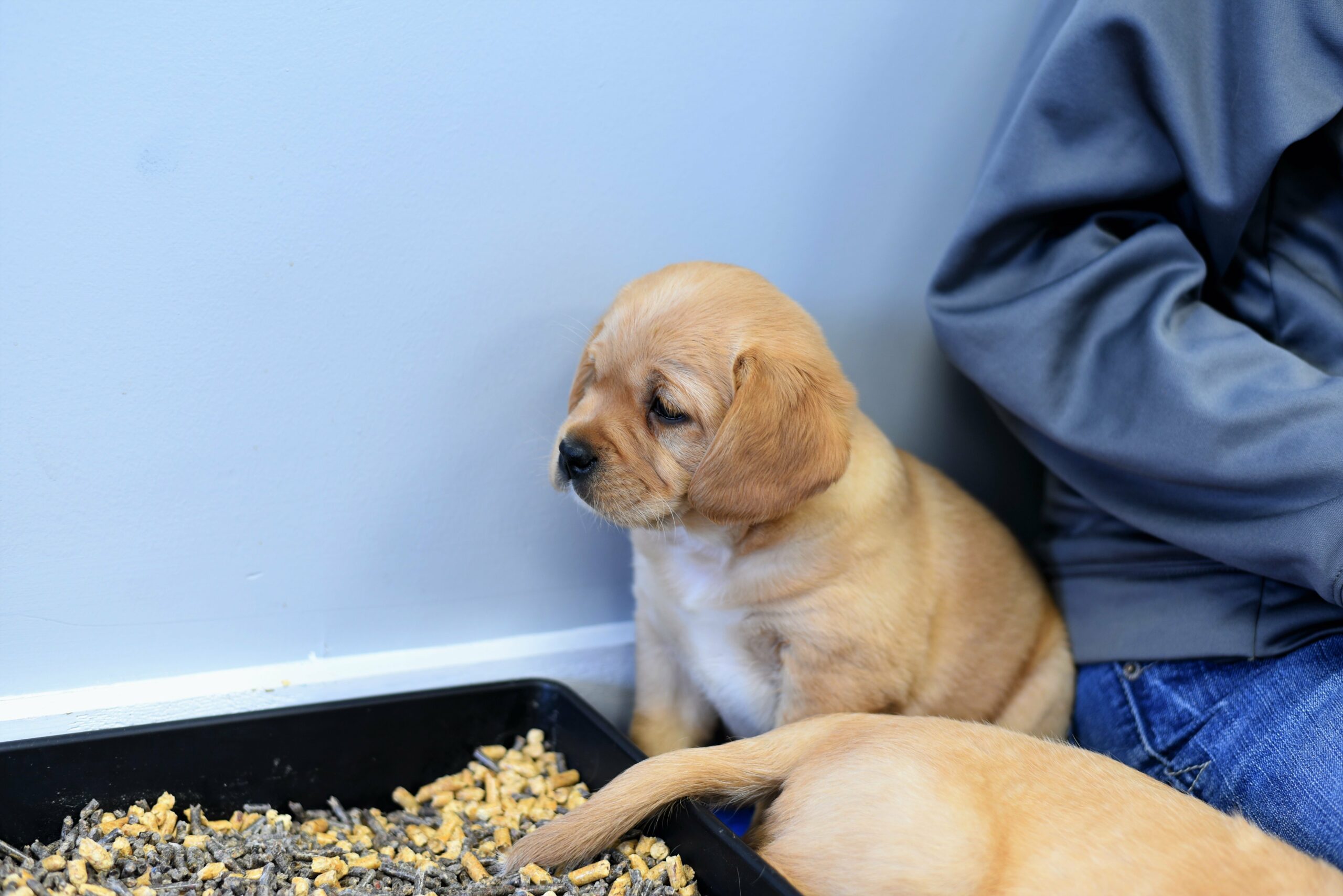 foto Cavador Perro Mixto