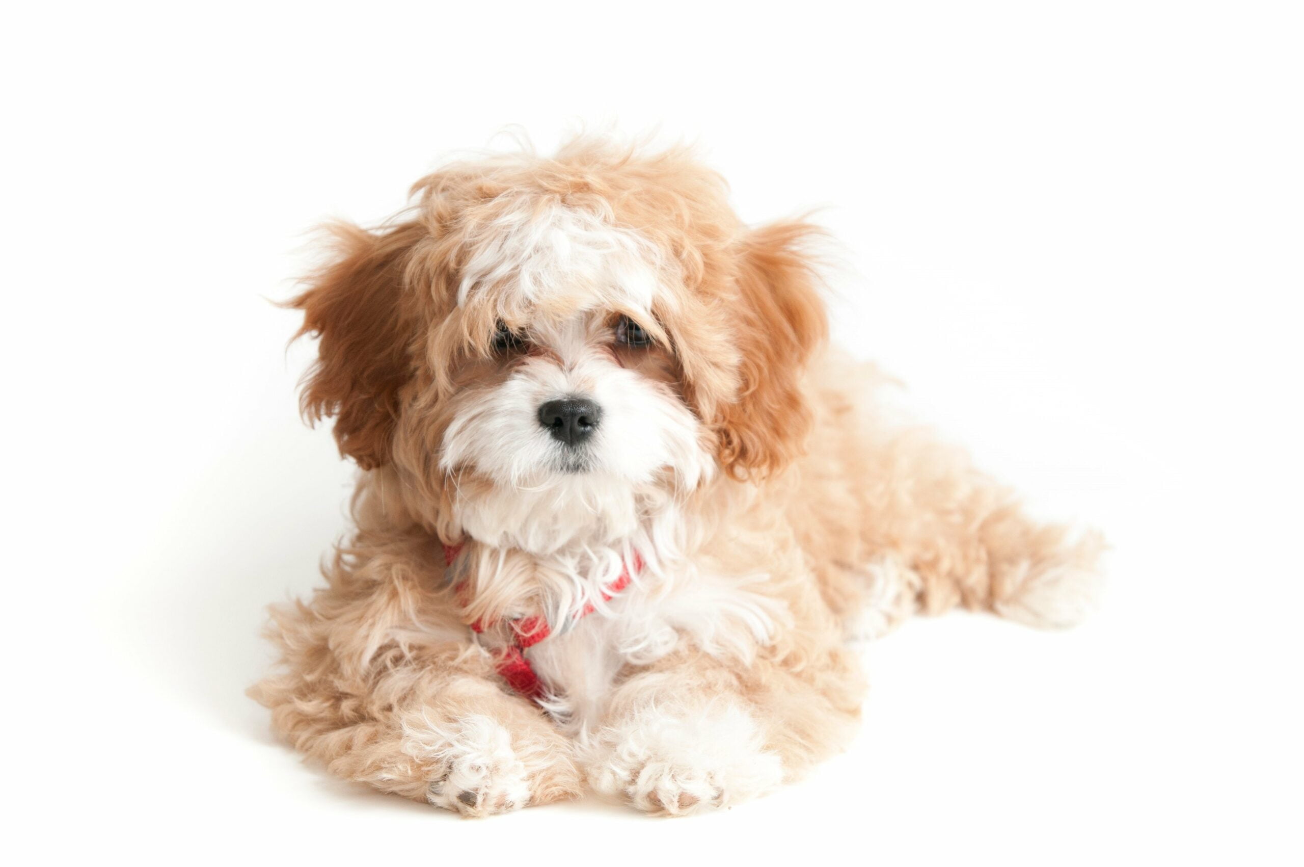 foto Cavapoo Perro Mixto