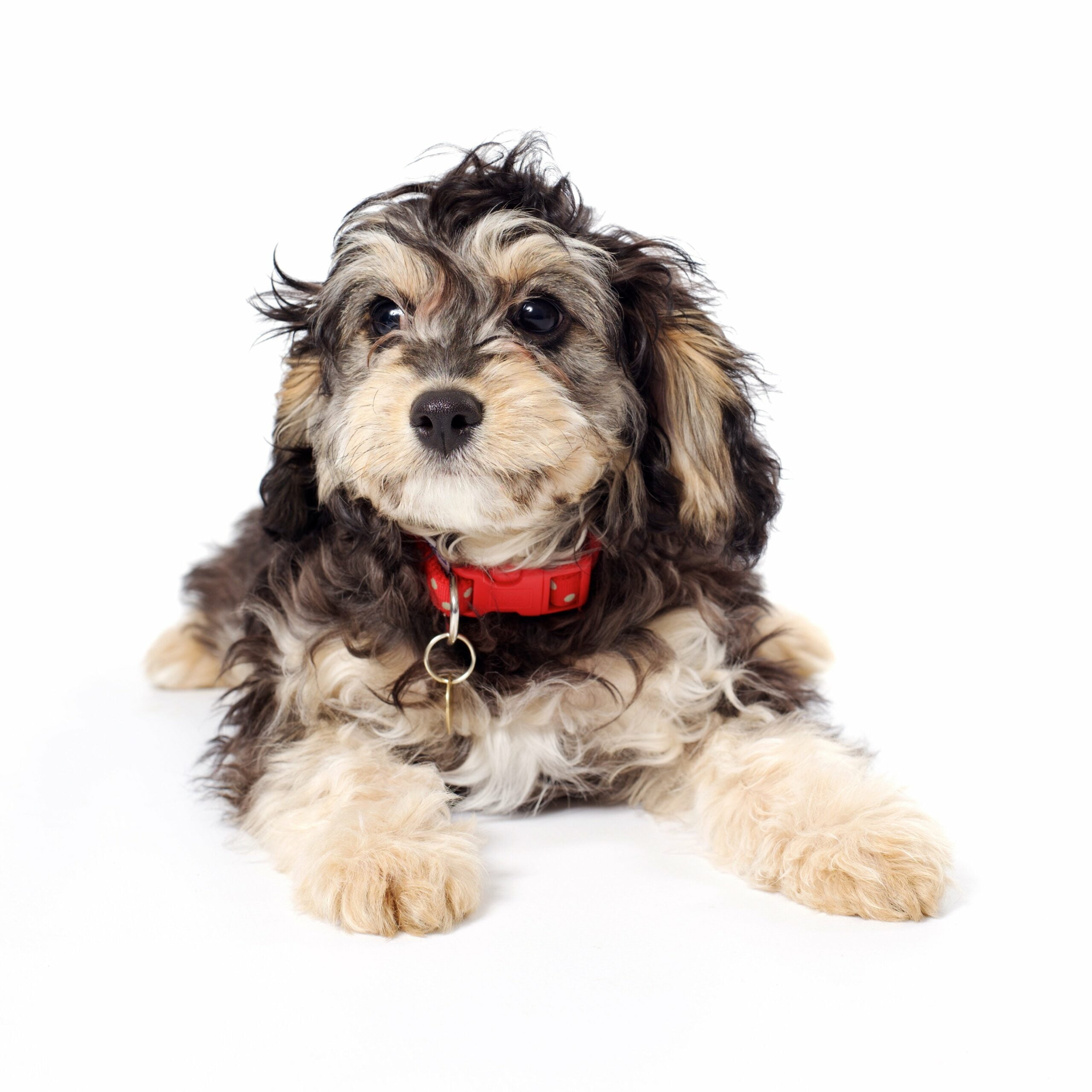 foto Cavapoo Perro Mixto