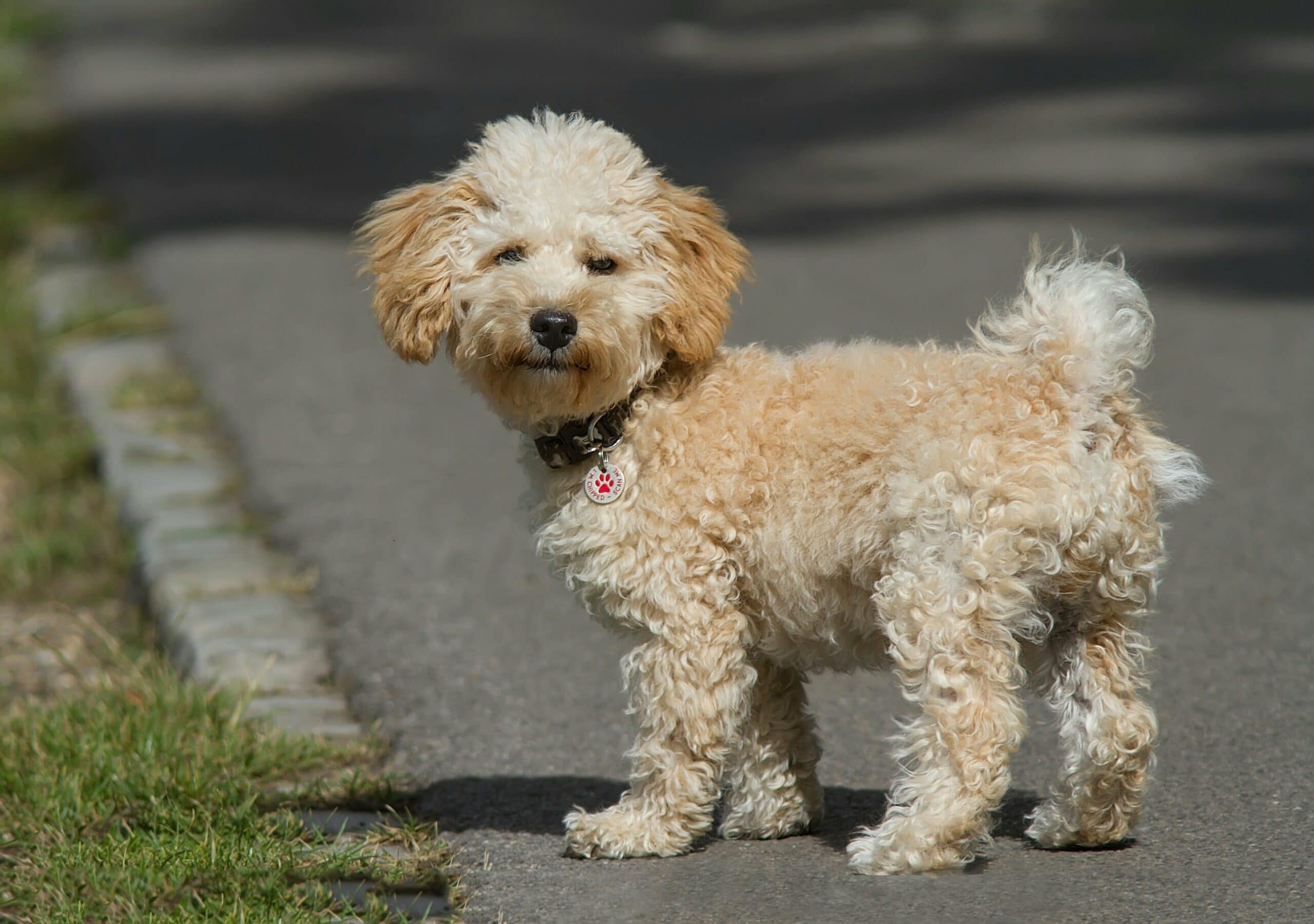 foto Cavapoo Perro Mixto