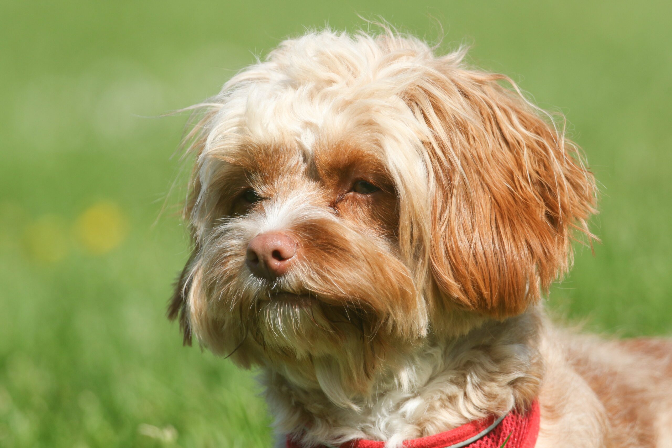 foto Cavapoo Perro Mixto